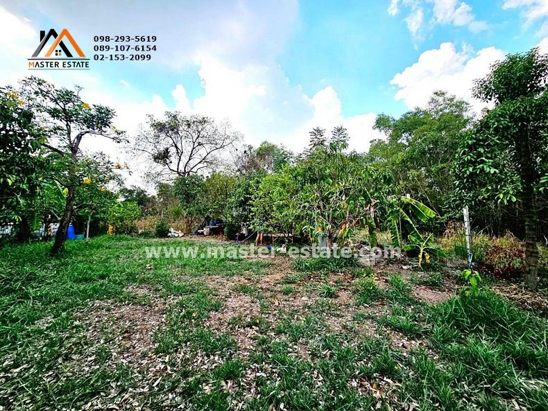 ที่ดินเปล่า 100 ตร.ว. หลักหก (ซอยเมืองเอก) พหลโยธิน 87 ที่ดินสวยทรงสี่เหลี่ยม เหมาะปลูกบ้าน อากาศดี ถนนคอนกรีต ปลูกต้นไม้หลายชนิด ราคาดีมาก 6