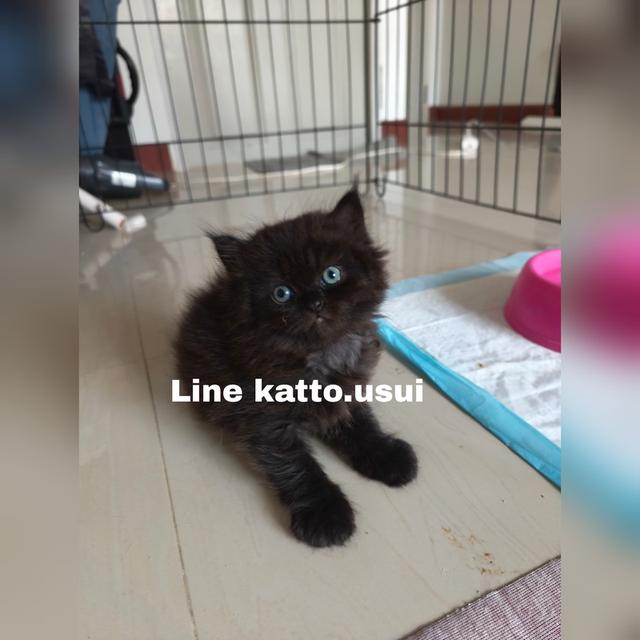ลูกแมวเปอร์เซีย