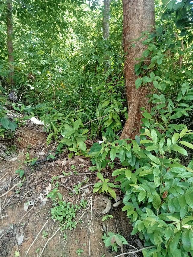 ขายที่ดินโซนบางเทาเชิงทะเล 1