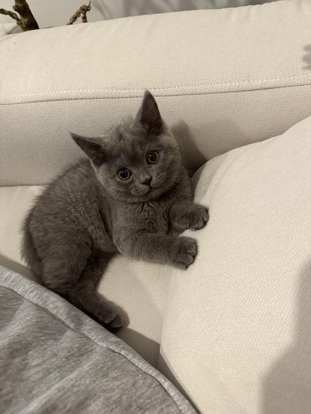 แมว British short hair กทม เท่านั้นค่ะ รูปที่ 11