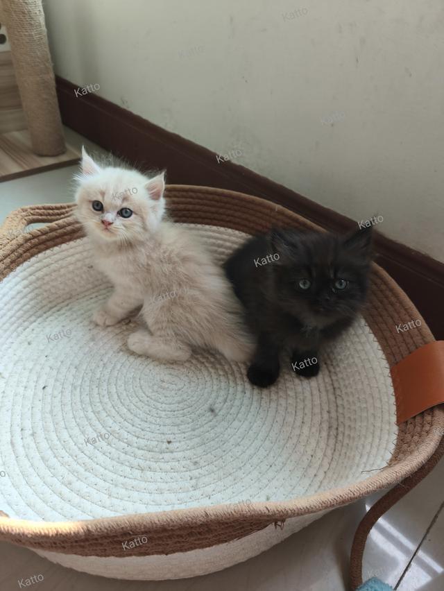 ลูกแมวเปอร์เซีย กทม ลาดพร้าว