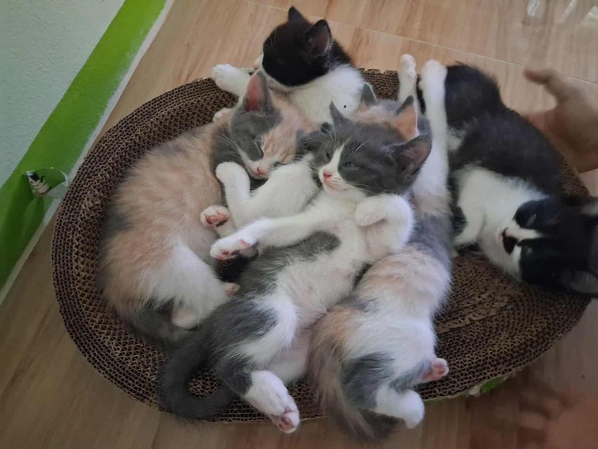 ลูกแมวบริติช 3