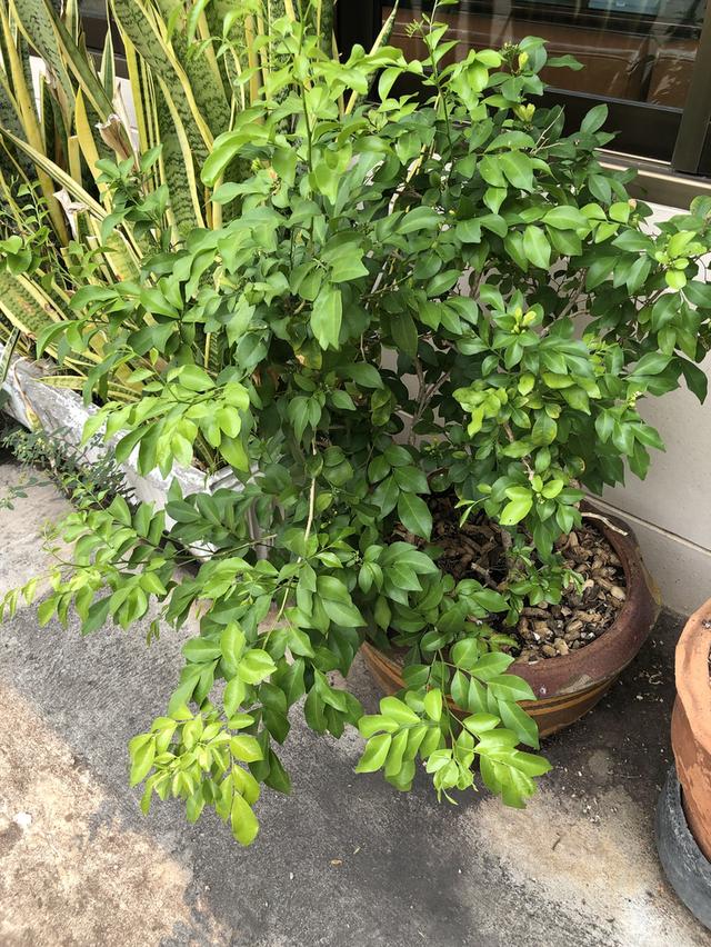 ไตรโคเดอร์มา เห็นผลไวแม่ยายยังถามซื้อ รูปที่ 8