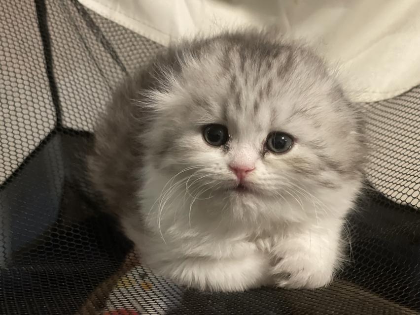 น้องแมวหูพับน่ารัก(หญิง)พร้อมย้ายบ้าน 10