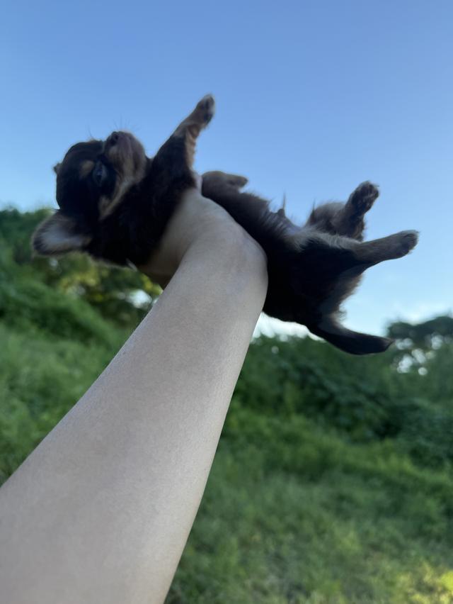 ชิวาวาจิ๋ว 5