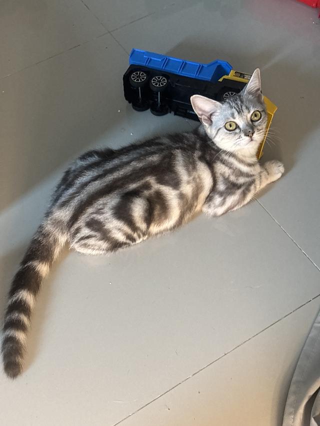 แมว อเมริกัน ช็อตแฮร์