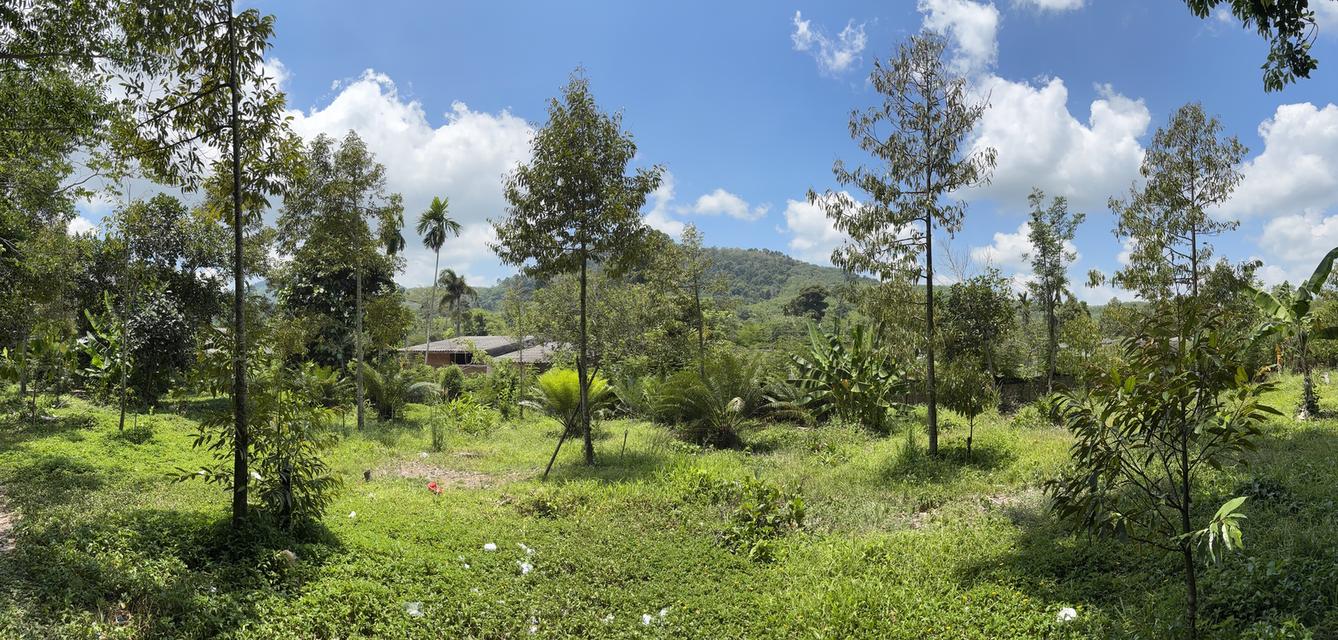 ที่ดินพร้อมสวนทุเรียน 8
