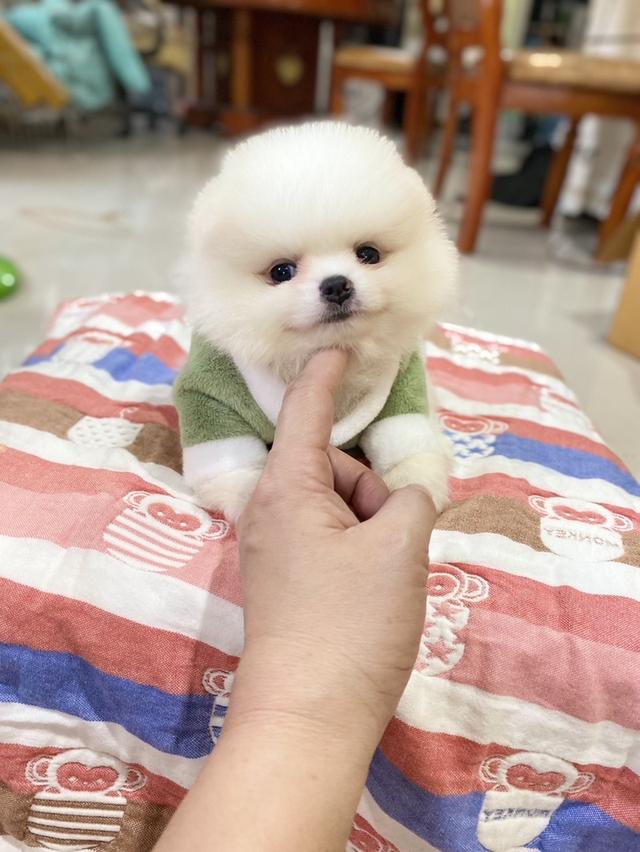 ปอมแท้ อายุ2เดือน ราคาเบาๆ