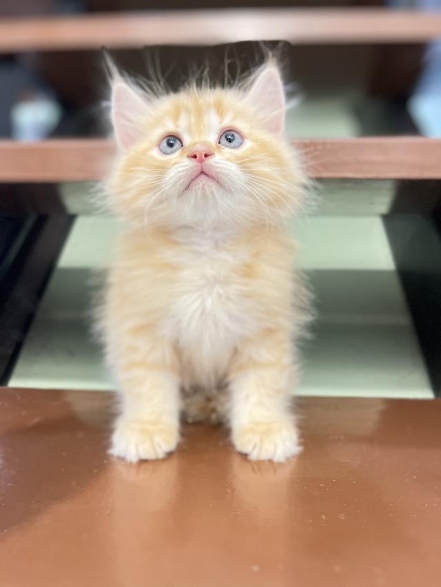 แมว เปอเซียสีส้ม ครีม🔥🔥🔥 รูปที่ 20