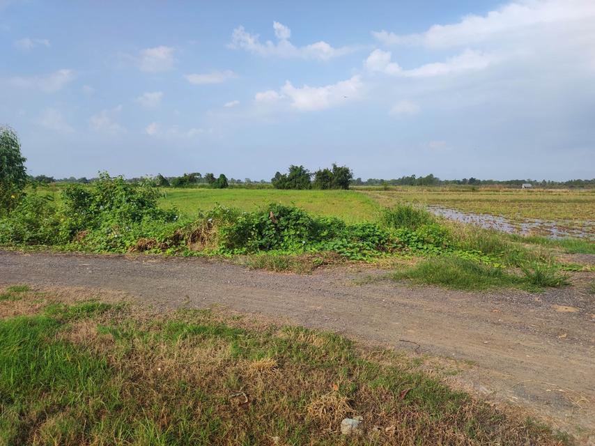 ขายที่ดิน 25 ไร่ ต.เมืองเก่า จ.พิจิตร 5