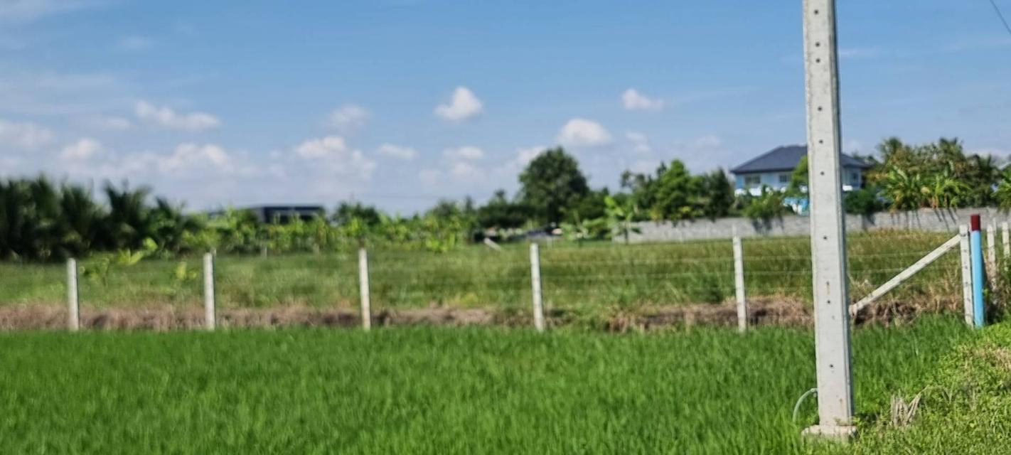 💎 [โอกาสทอง] ขายที่ดินลาดกระบัง-ทับยาว 2 ไร่ (แบ่งขายได้) 9