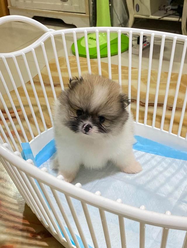 ลูกปอมเมอเรเนียนแท้ ต้ารัก ขี้เล่น สดใส แข็งเเรง สอบถามได้นะคะ