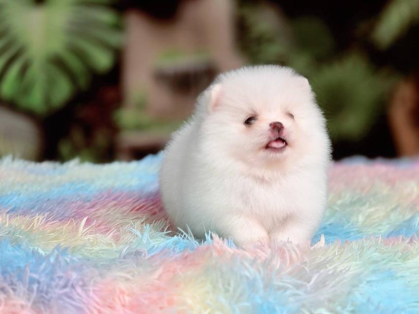 ปอมเมอเรเนียนแท้ เพศผู้ ทีคัพ รูปที่ 3