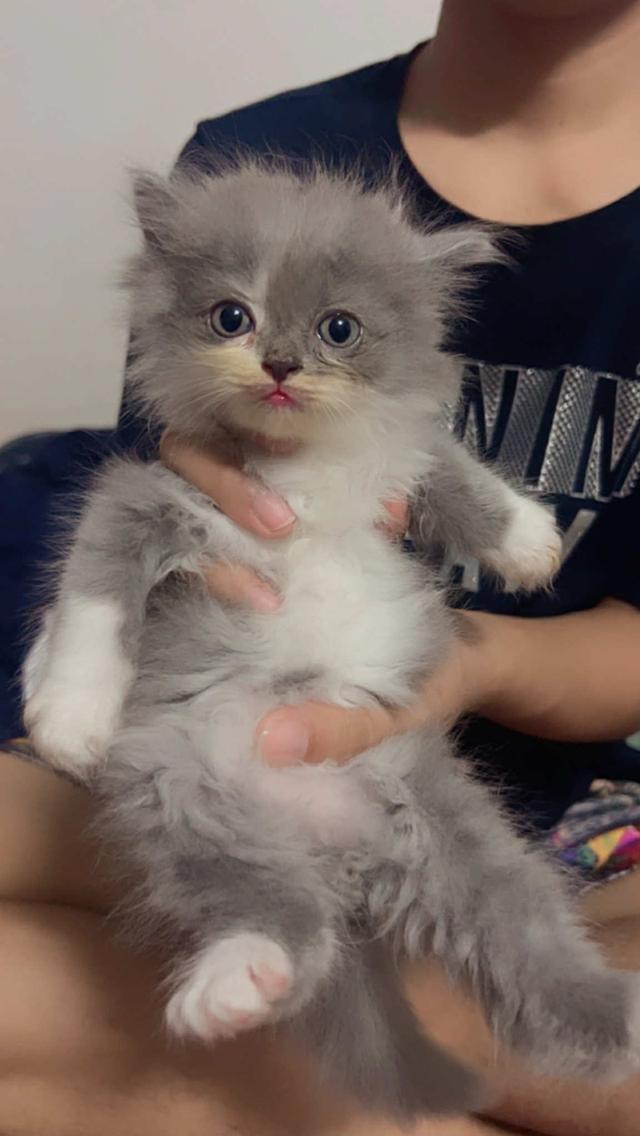 น้องแมว เปอร์เซีย พร้อมส่ง