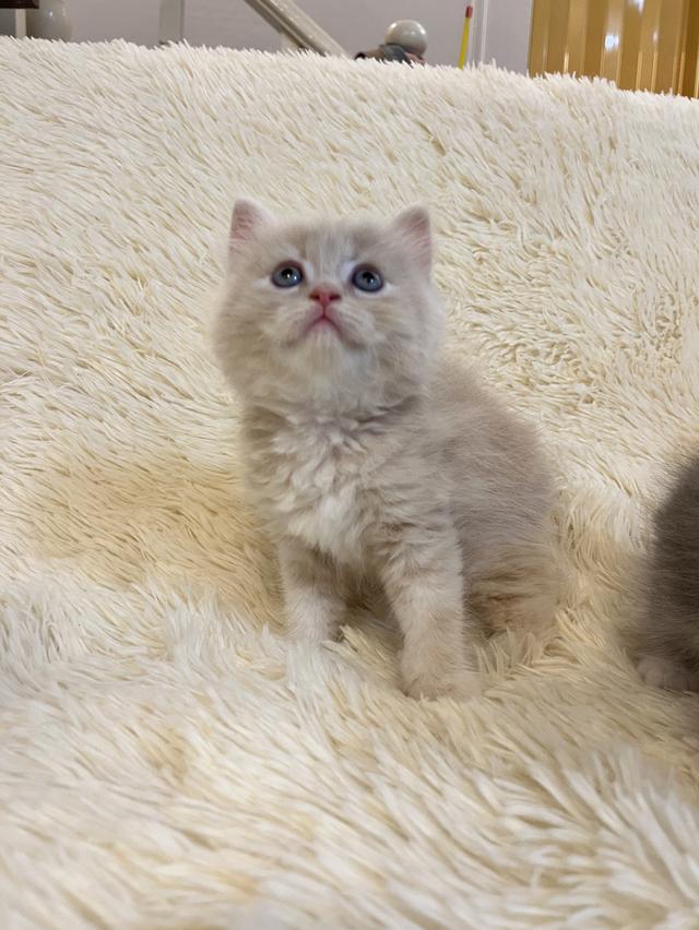 แมวเปอเซียแท้ สีครีม ลายเสือ รูปที่ 12