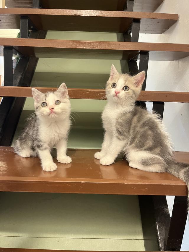 แมวสก๊อตติชโฟแท้   เด็กเด็กน่ารักมาก 7