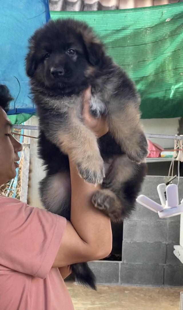 ลูกสุนัขเยอรมันเชพเพิด