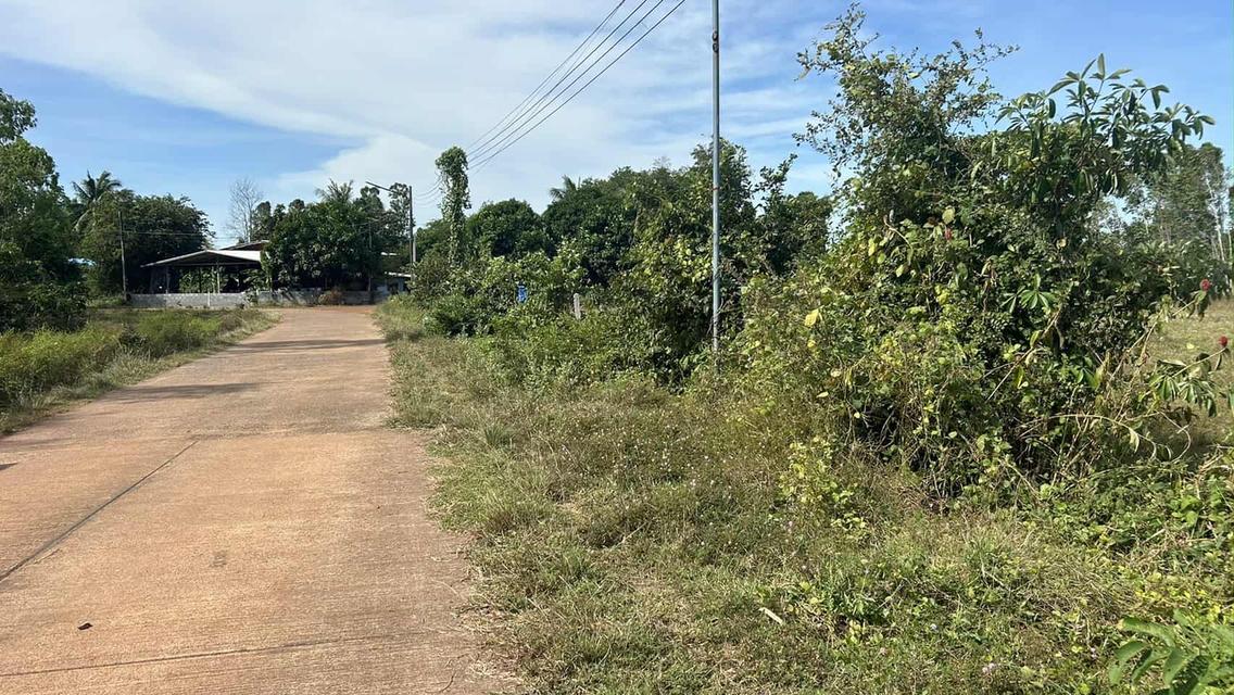 ขายที่ดินวังดาลเนื้อที่ 2 ไร่ ติดถนนคอนกรีต ใกล้ถนนสุวรรณศร33-500เมตร อ.กบินทร์บุรี ปราจีนบุรี 3