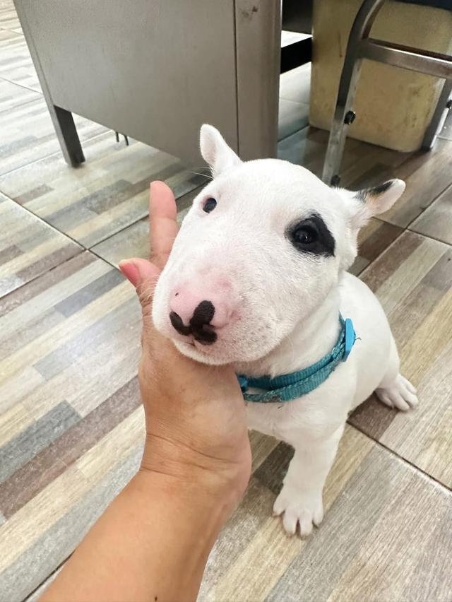 ลูกสุนัข Bull Terrier ตัวผู้ 3