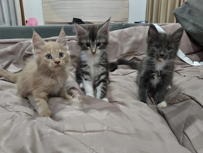 ลูกแมวเมนคูนแท้ (mainecoon)