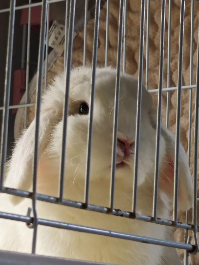 กระต่าย Holland Lop (กระต่ายหูตก HL) สีขาวหูขาว white ear