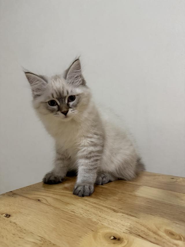 ลูกแมวไซบีเรียน (Siberian Cat) มีใบเพ็ท WCF รูปย่อยที่ 4