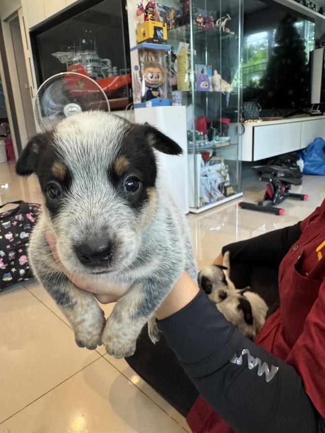 Blue Heeler (Australian Cattle Dog) 5