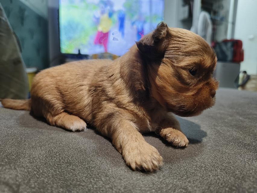 ชิสุห์ทอย 5