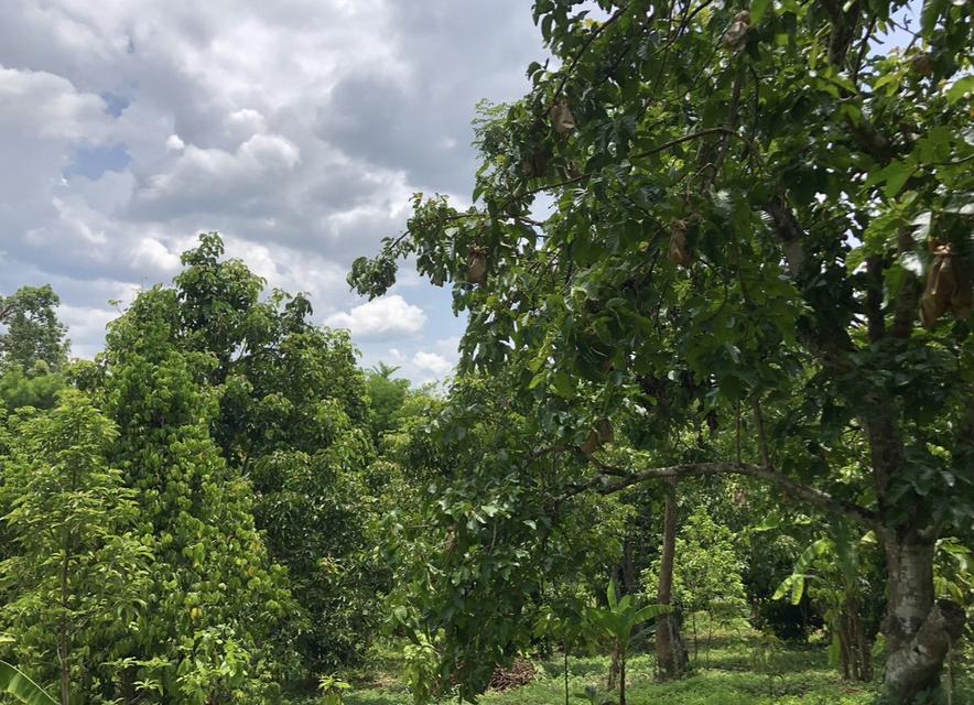 ที่ดิน สวนกระท้อน .................... 1