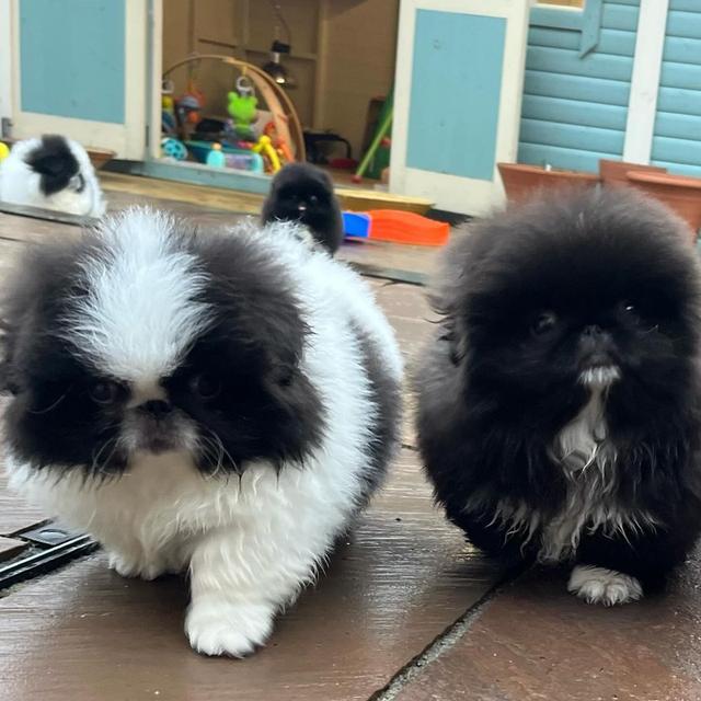 Pekingese Puppies  |  WhatsApp me : +66 63 826 3042
