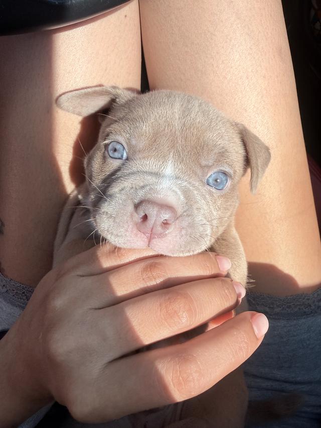 ขายแล้วAmerican bully exotic รูปที่ 4