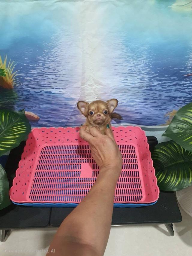 เพศ ญ ชิวาว่า แท้ ไต้หวัน 2