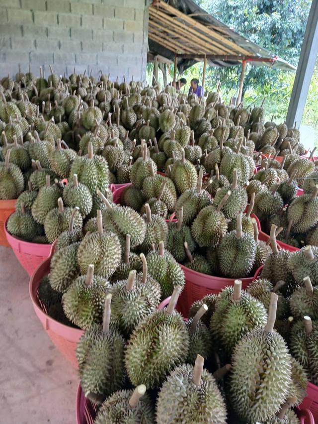 สวนทุเรียนให้ผลผลิต5ล้าน+ต่อปี เช็คพื้นที่ได้ทันที 15