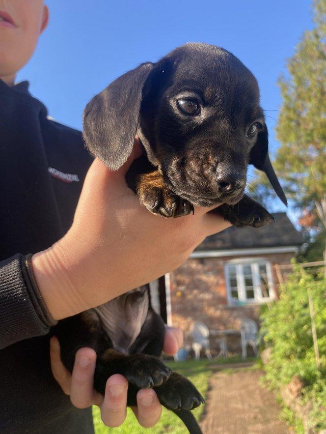 Mini dachshund puppies  WhatsApp me : +66 63 826 3042