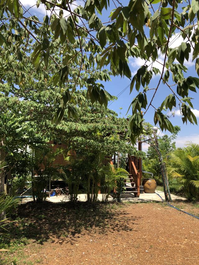 ที่ดินโฉนด 4 ไร่ ต.เมืองเก่า ใกล้อุทยานประวัติศาสตร์สุโขทัย ติดถนนเมืองเก่า-คีรีมาศ   4