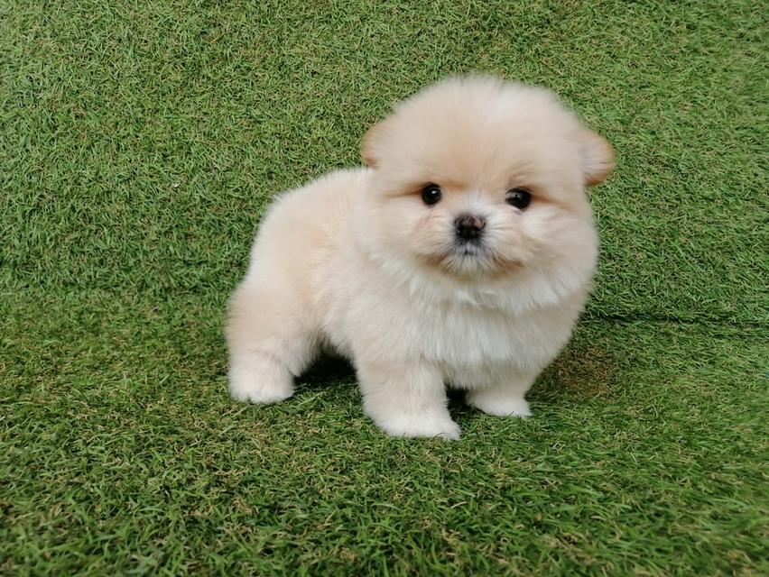 ปอมผสมชิสุ อายุ 2 เดือน รูปที่ 3