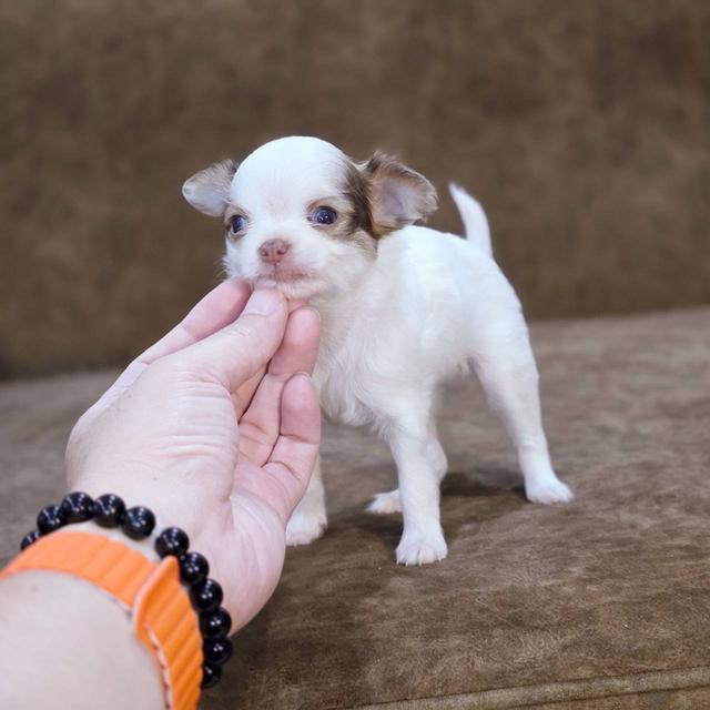 ชิวาวาแท้ ขนยาว เพศเมีย 3