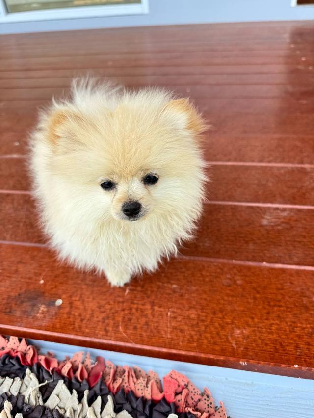 น้องปอม 5เดือน 3500