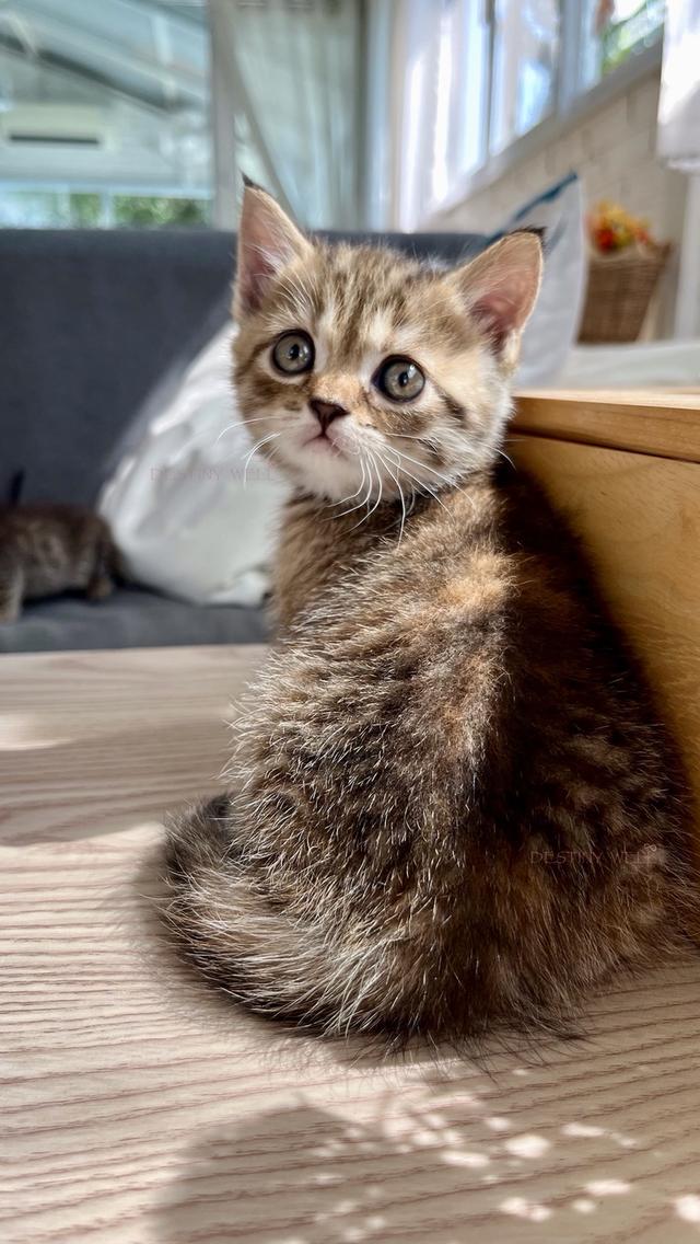 แมวสก๊อตติชโฟลด์ เพศเมีย รูปที่ 2