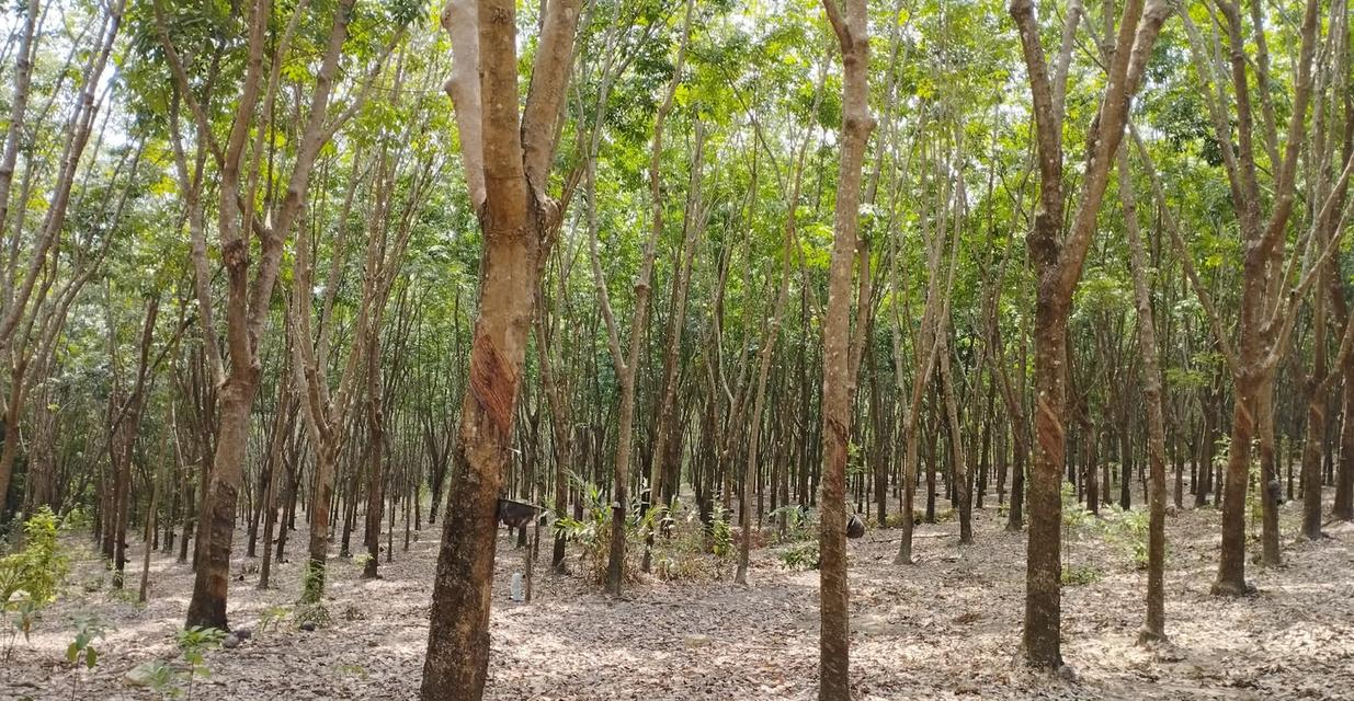 ขายสวนยางพารา จ.บึงกาฬ รูปย่อยที่ 2