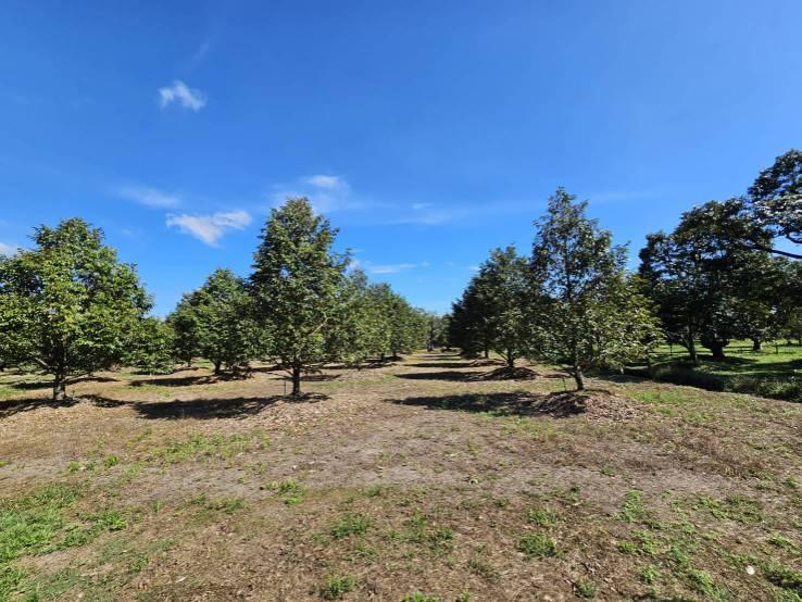 ขายสวนผลไม้ อำเภอขลุง  จันทบุรี พร้อมให้ผลผลิต 4