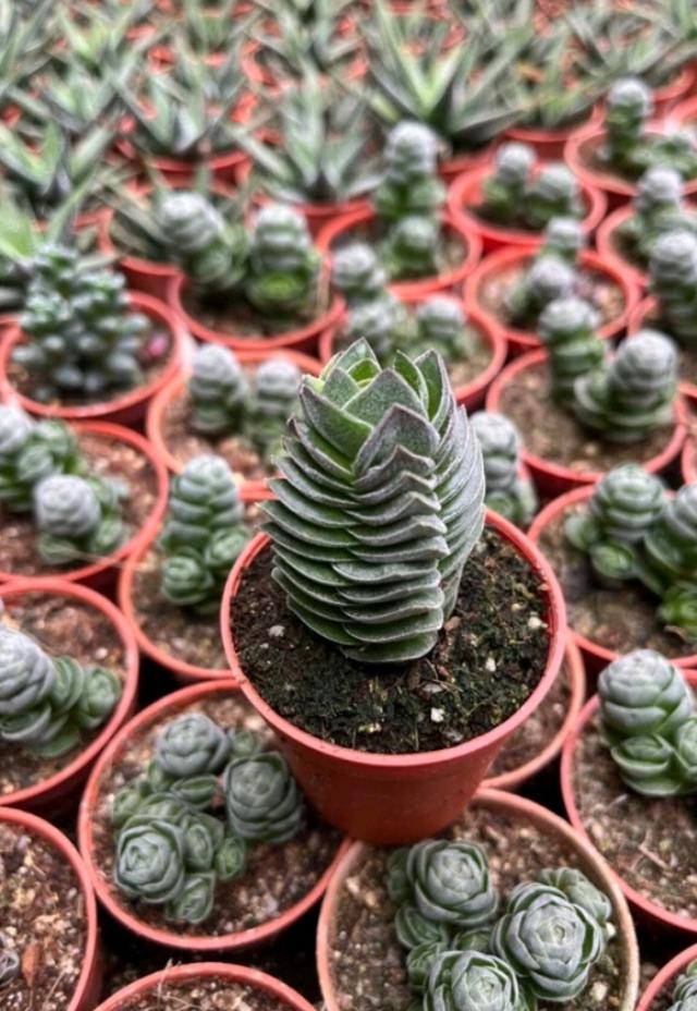 ไม้อวบ Crassula  3