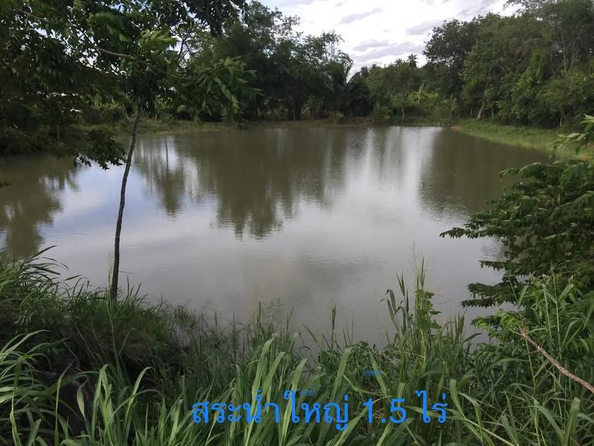 ขายที่ดินยกแปลง 10.9175 ไร่ เหมาะสำหรับทำบ้านพักตากอากาศ รีสอร์ท ร้านอาหาร บ้านช่องมะเฟือง ต.หนองรี อ.เมือง ชลบุรี 3