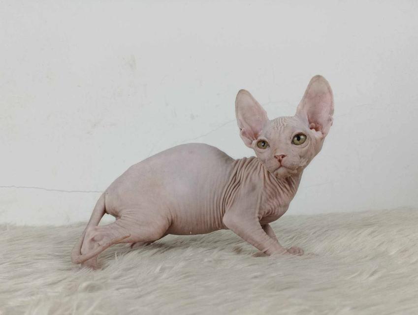 35.แมวสฟิงซ์/เพศผู้ หาบ้าน Sphynx Cat/Male looking for a new home