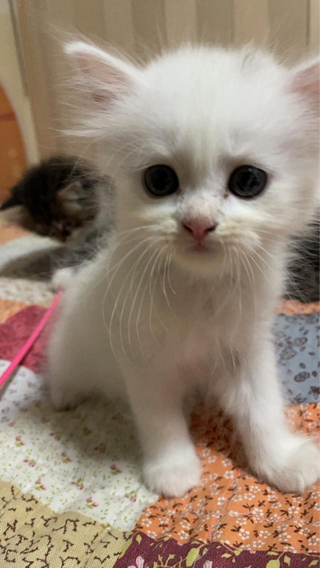 สัตว์เลี้ยง แมวแง่วๆๆ รูปที่ 3