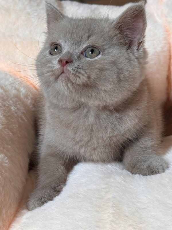 ส่งต่อน้อง British Shorthair 2