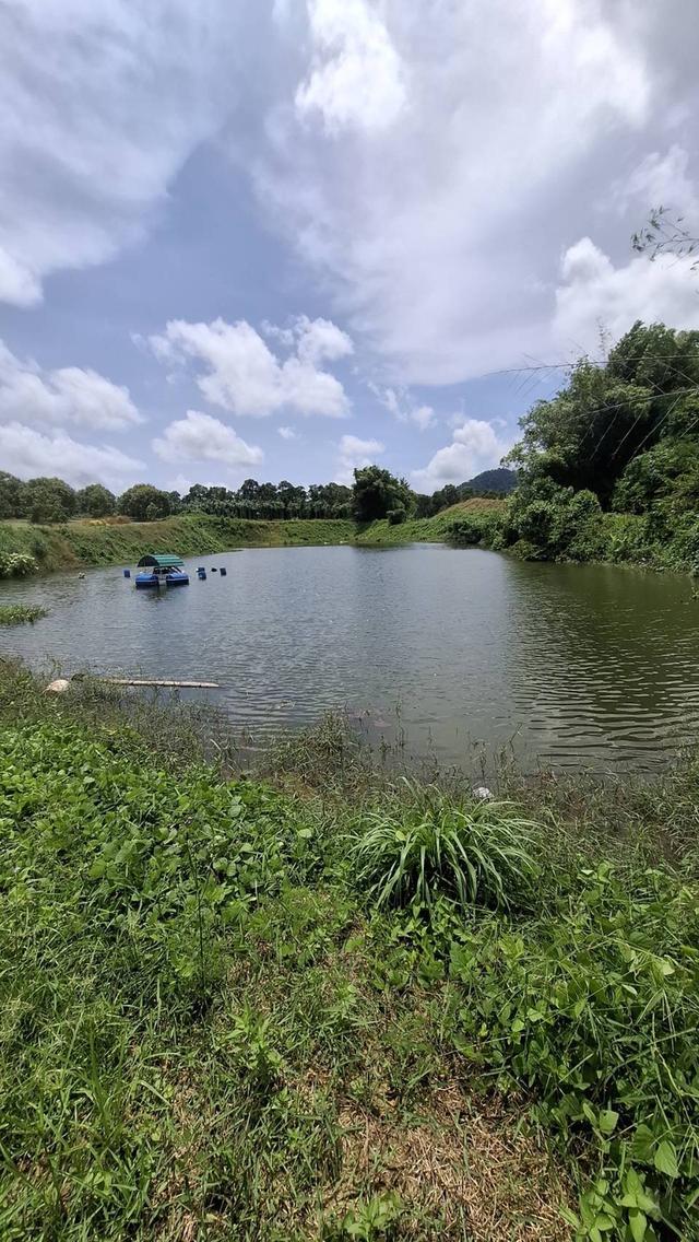 สวนทุเรียนให้ผลผลิต5ล้าน+ต่อปี เช็คพื้นที่ได้ทันที 11