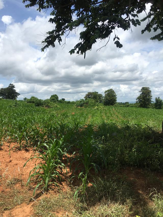 ขายที่ดินโฉนดเขาใหญ่ เนินเขา วิวสวย 28 ไร่ 1 งาน 83 ตารางวา ต.วังไทร อ.ปากช่อง จ.นครราชสีมา 2