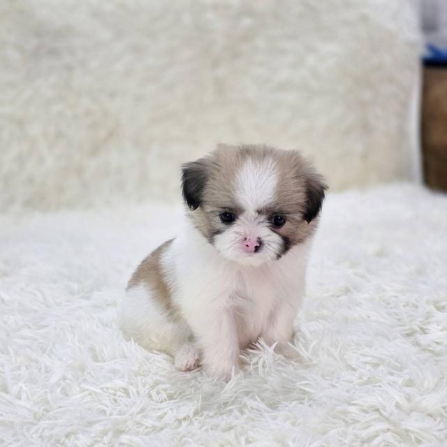 ชิสุผสมปอม เพศเมีย พิกัดรามอินทรา 8