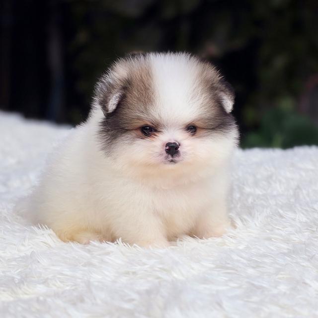 Pomeranian น้องขุนนางปอมหมีสีปาร์ตี้สายพันธุ์แท้ 4